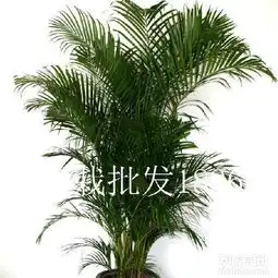 泉州万达专业绿植租摆晋江万达绿植租摆万达办公室绿植