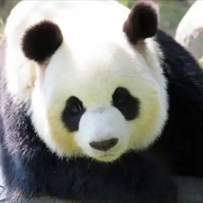 熊猫头像高清图片真实熊猫微信头像可爱清晰图片