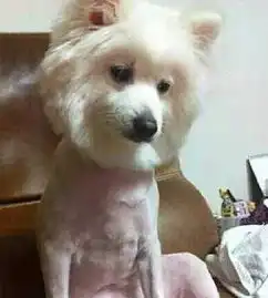 直播宠物门店必备知识丨犬只标准洗护服务流程