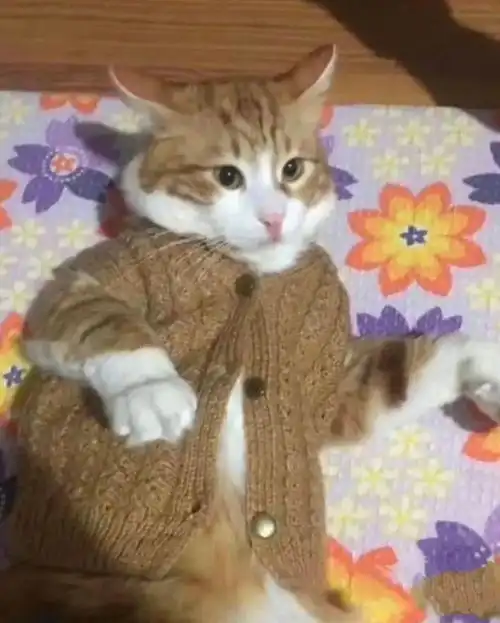 暗恋对象被自家小弟凶了,猫老大反手一巴掌怎么跟你嫂子说话呢