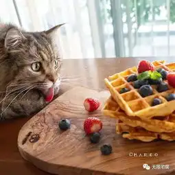 日本吃货猫皇贪吃搞笑表情