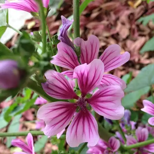 青山的相册花草树木