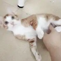 坐标广州京溪,三只小猫橘猫,三花,三花