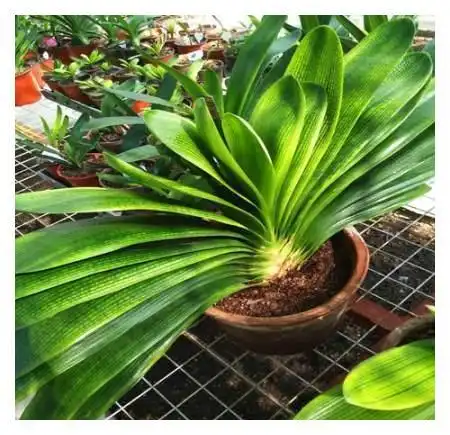 6种能养人的花,越养越有好运气,建议养一盆