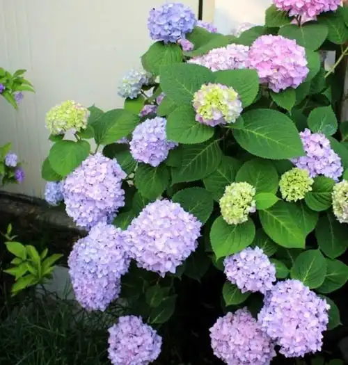 养花施什么肥促进开花,常用2种肥,开花又多又鲜艳