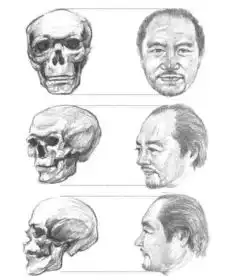 素描教程面部的画法30分钟学会肖像素描