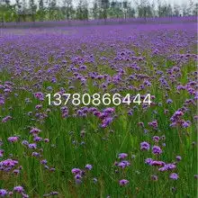 2018特殊专业园林机械价格报价特殊专业园林机械批发第24页黄页88农机网