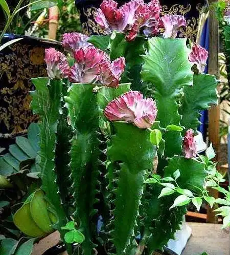3种花养客厅,家里阳台变花海,寓意好又旺财,特漂亮