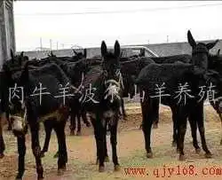 肉驴养殖技术养驴场养殖毛驴肉驴价格