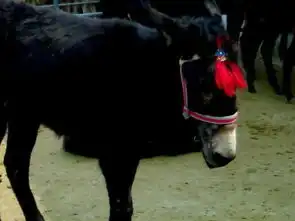 供应肉驴种驴供应商山东长江牧业牛羊养殖基地