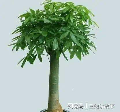 测试一个超长简介的文章