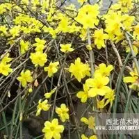绿化苗木乔木灌木花卉盆景水生植物竹子草坪花卉草种江苏宿迁沭阳县恒景园林绿化苗木场产品供应第1页