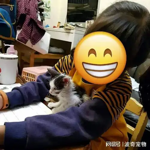 小奶猫被困粘鼠板,等待死亡的时候......遇到了好心的神