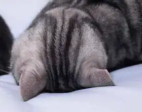 猫老大再精明,后脑杓看起来还是好笨