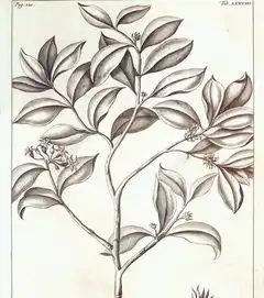 植物绘画图片设计图免费下载3594像素jpg格式编号14139896千图网
