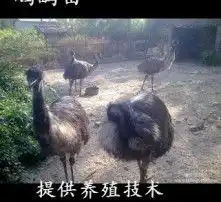 黄页88高清图片