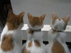猫老大再精明,后脑杓看起来还是好笨