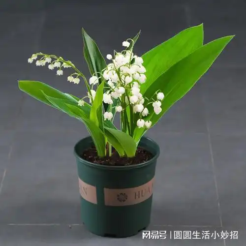 阿司匹林用啤酒泡一下,用途真厉害,轻松省下几百,还有人不懂