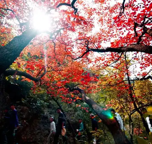 再不去看红叶,秋天就走远啦来看淄博红叶地图