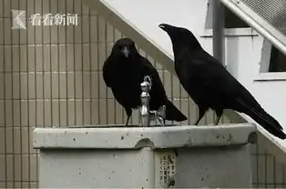 成精了乌鸦会自己打开水龙头喝水调水量洗澡