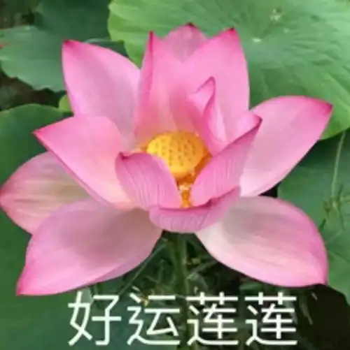 小布说天气跟夏天拍个荷照,好运连连
