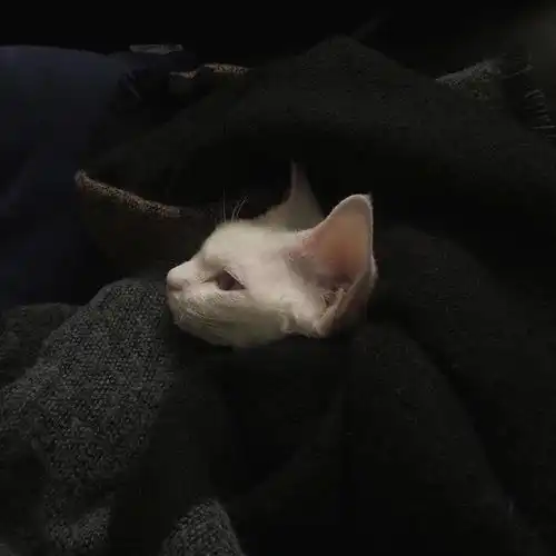 微信头像百看不厌