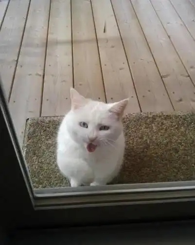 猫老大每天都会去邻居家要吃的,不给的话就敲窗,结局笑翻了