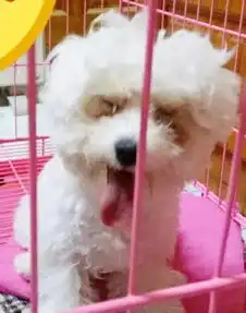 第四届萌宠表情秀第二轮投票正式开始,我是你心目中的表情帝吗