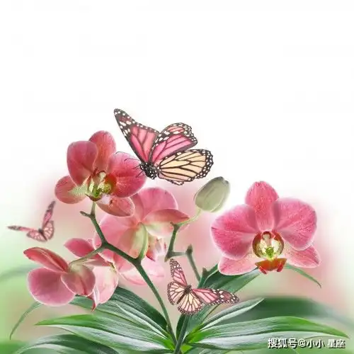 六月下旬,出门被搭讪,异性缘大增,近期顺利脱单的四大生肖