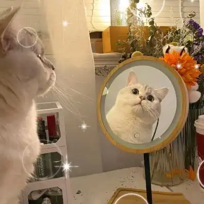 喵星人爱猫人士的福利