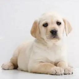 2个月拉布拉多犬幼崽好喂养吗拉布拉多犬多少钱小拉布拉多犬图片-黄页88网