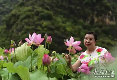 荷花盛开普者黑