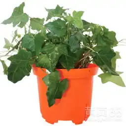 北京花里巴巴租花买花养花绿植租摆常春藤-黄页88网