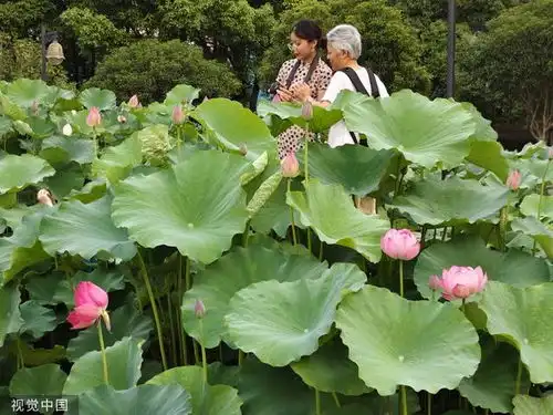 武汉沙湖公园荷花盛开罕见并蒂莲悄然绽放
