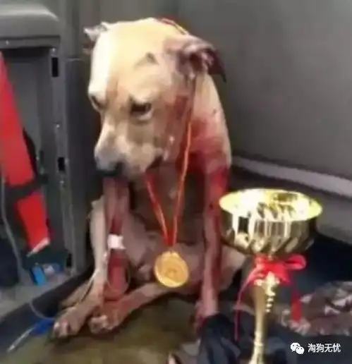 狗狗满身是血一旁的主人却笑的合不拢嘴
