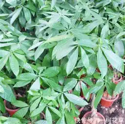 发财树如何安全过冬这些细节很重要,但是很多人会忽略