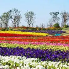 青州市亮国花卉苗木种植专业合作社