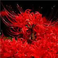 唯美古风动漫彼岸花头像微信头像图片大全