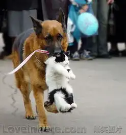 打了一百年的猫狗大战终于有结果了