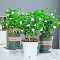 花满沥城养花学堂11月以后,这六种花要及时入室,不然变空盆