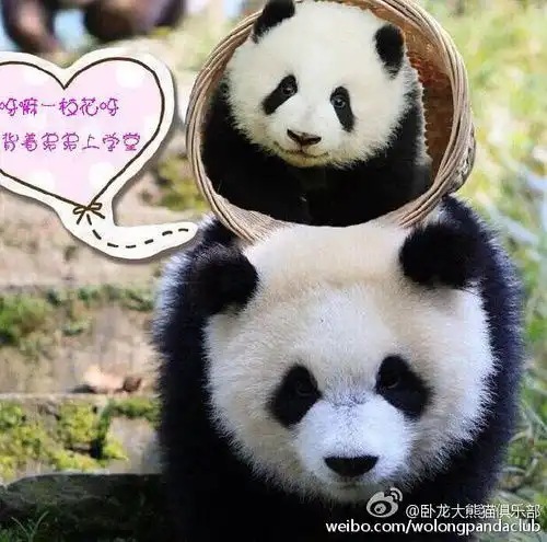 给大家安利一只短肥圆熊猫宝宝