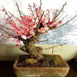 乡下农村庭院种树不能瞎种,图1树镇宅旺财,有的树是大忌