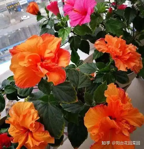 超长待机的3种花,一年开三季,好看又霸气,春天养一盆,刚刚好