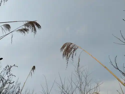 半生烟雨,半世桃花