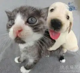 美图可爱小猫狗狗萌照爱的给鲜花哦...萌物卡通猫