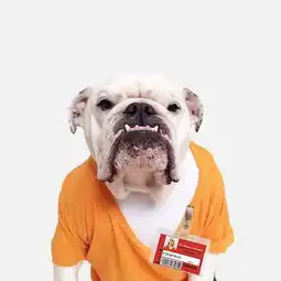 外表臭跩内心搞笑斗牛犬sumo的谐星生活日记
