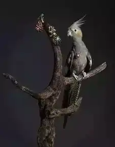 翡翠珠宝戴动物身上什么效果