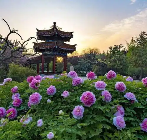 牡丹花要怎么施肥有哪些施肥方法奉劝各位,早点做好笔记