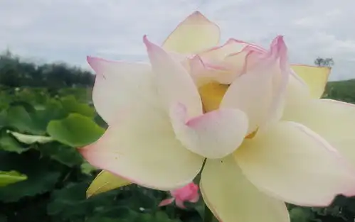 云南澄江荷花盛开喜迎客
