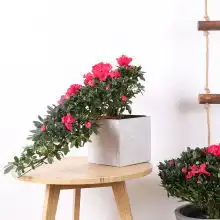 测试一个超长简介的文章